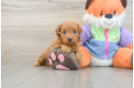 Mini Goldendoodle Pup Being Cute