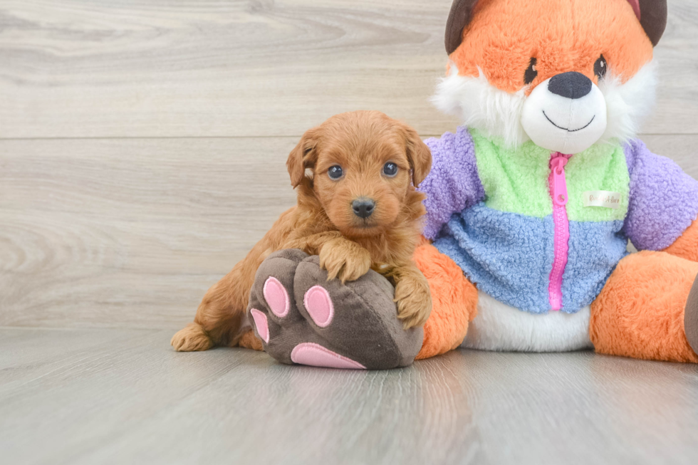 Mini Goldendoodle Pup Being Cute