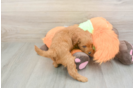 Sweet Mini Goldendoodle Baby