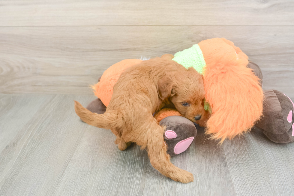 Sweet Mini Goldendoodle Baby