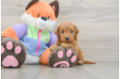 Energetic Golden Doodle Poodle Mix Puppy