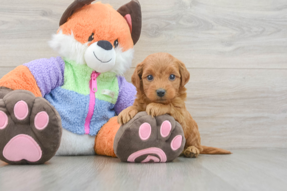 Energetic Golden Doodle Poodle Mix Puppy