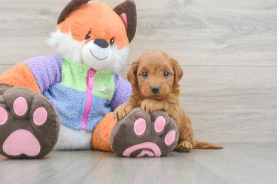 Energetic Golden Doodle Poodle Mix Puppy