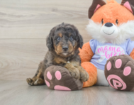 7 week old Mini Goldendoodle Puppy For Sale - Florida Fur Babies