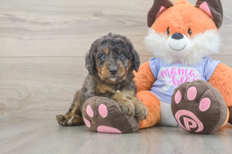 5 week old Mini Goldendoodle Puppy For Sale - Florida Fur Babies