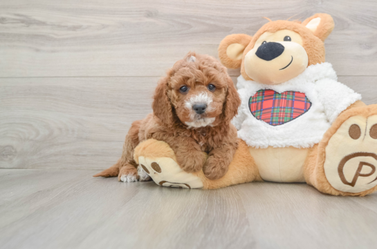 Mini Goldendoodle Pup Being Cute