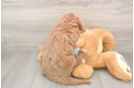 Mini Goldendoodle Puppy for Adoption