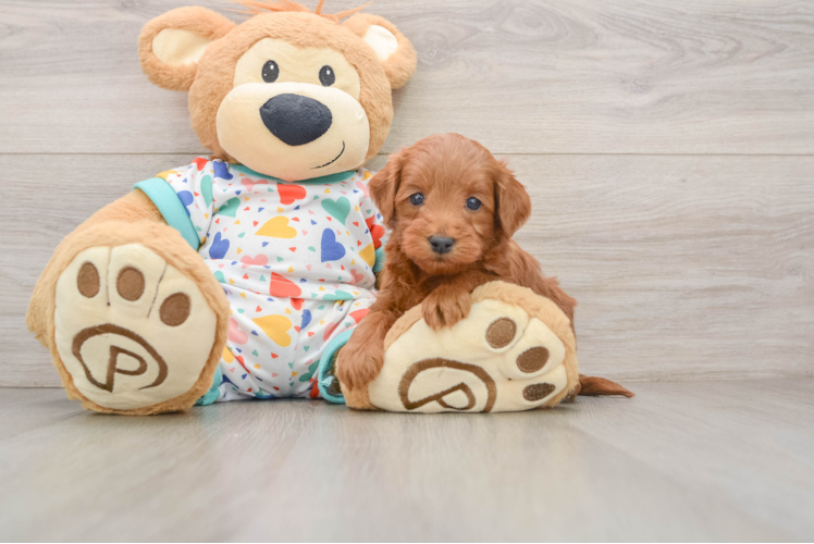 Small Mini Goldendoodle Baby