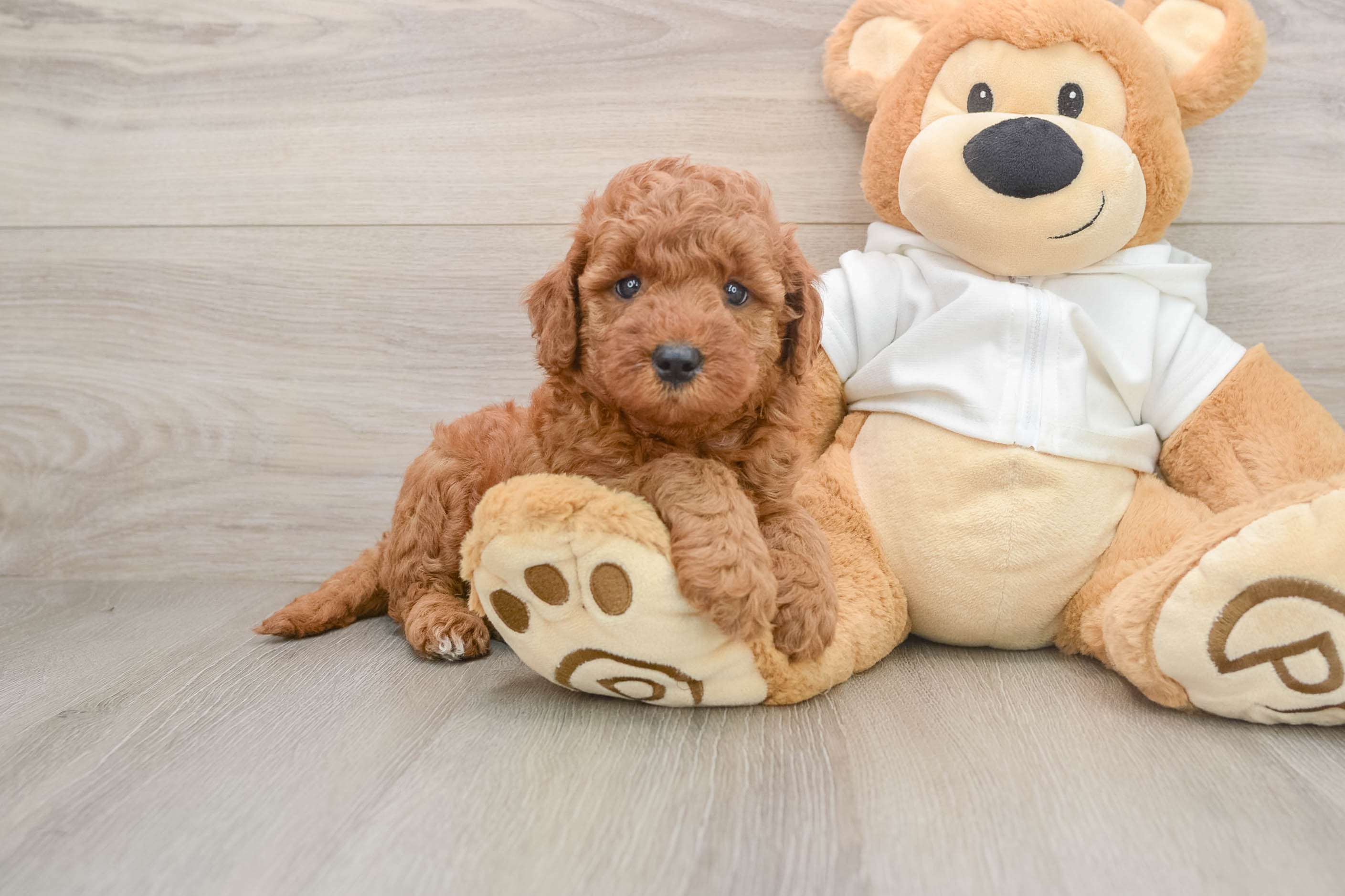 Friendly Mini Goldendoodle Baby