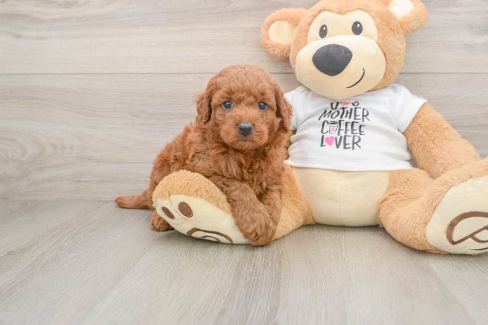 Playful Mini Groodle Poodle Mix Puppy