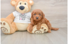 Friendly Mini Goldendoodle Baby