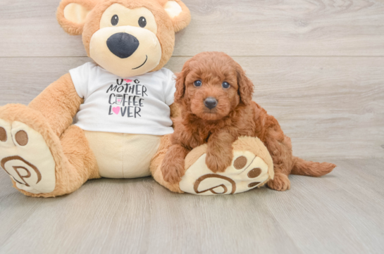 Friendly Mini Goldendoodle Baby