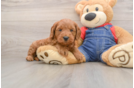 Fluffy Mini Goldendoodle Poodle Mix Pup