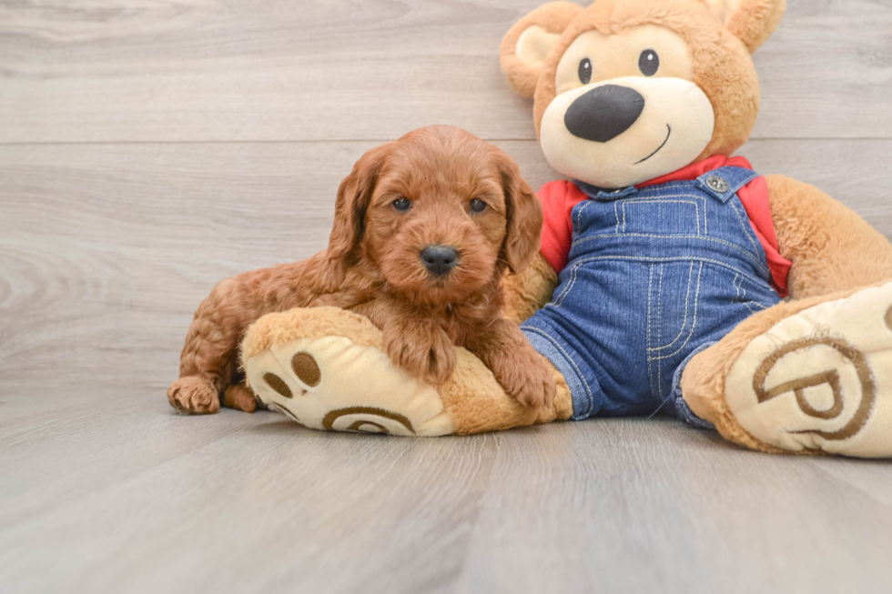 Fluffy Mini Goldendoodle Poodle Mix Pup