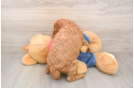 Best Mini Goldendoodle Baby
