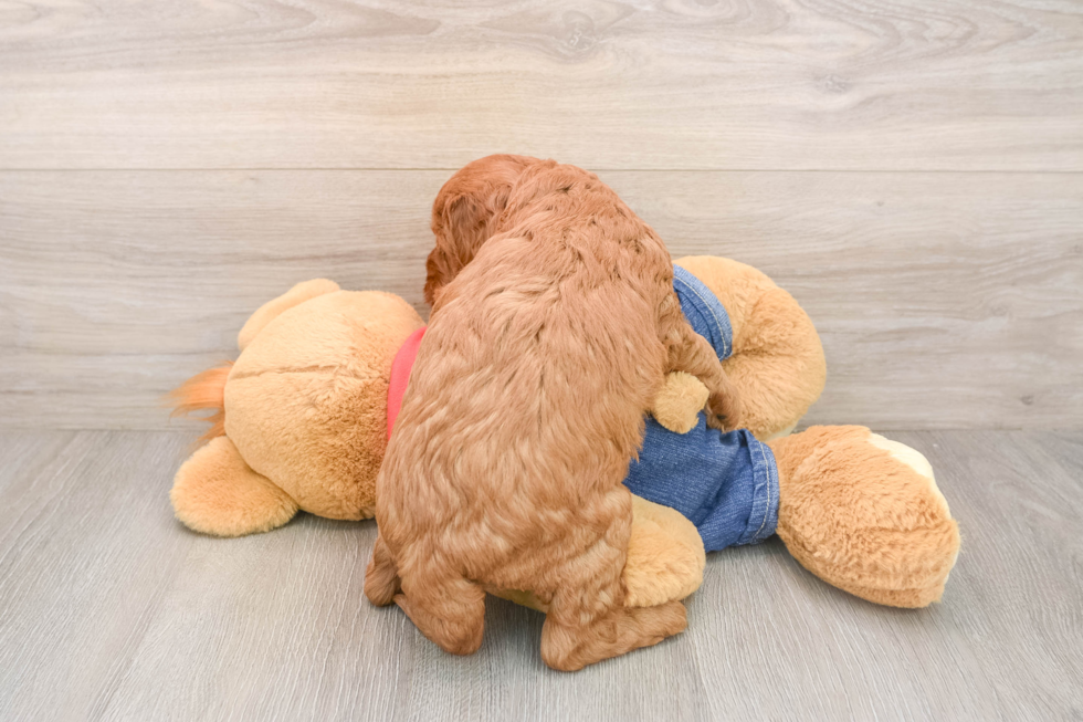 Best Mini Goldendoodle Baby
