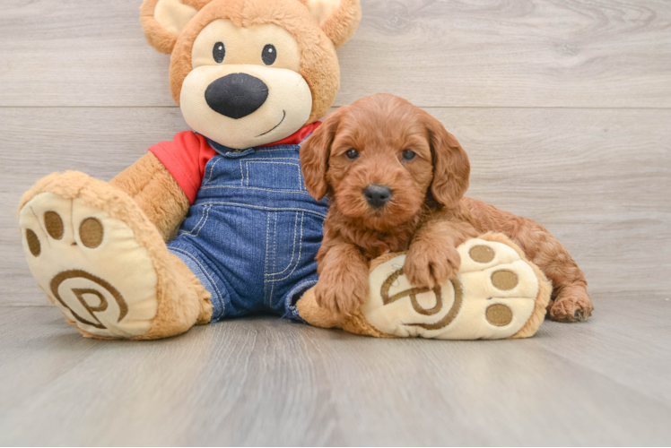 Friendly Mini Goldendoodle Baby
