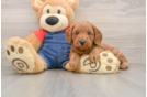Friendly Mini Goldendoodle Baby