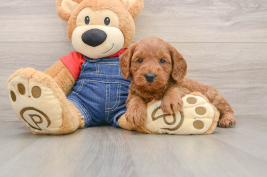 Friendly Mini Goldendoodle Baby