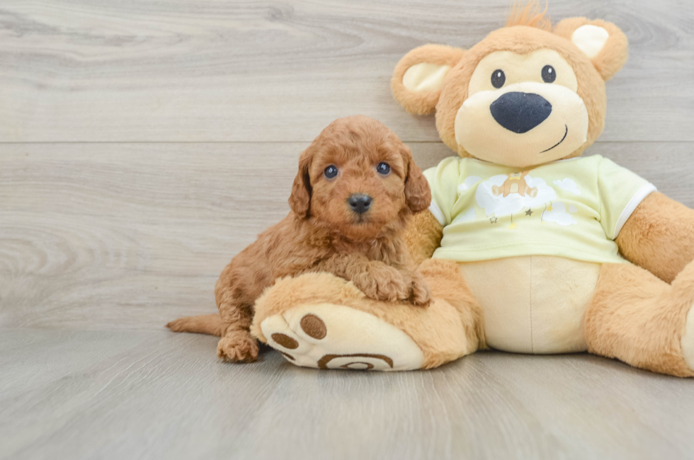 7 week old Mini Goldendoodle Puppy For Sale - Florida Fur Babies