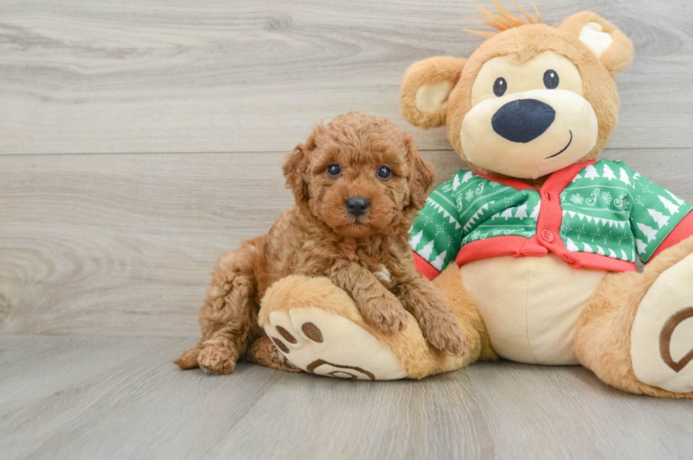 5 week old Mini Goldendoodle Puppy For Sale - Florida Fur Babies