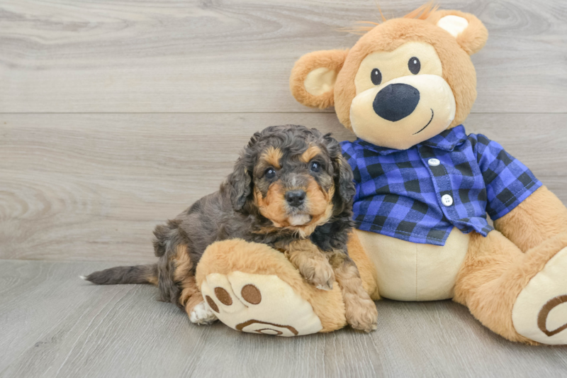Meet Khloe - our Mini Goldendoodle Puppy Photo 1/3 - Florida Fur Babies