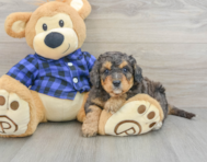 8 week old Mini Goldendoodle Puppy For Sale - Florida Fur Babies