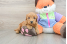 Mini Goldendoodle Puppy for Adoption