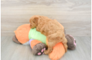 Mini Goldendoodle Puppy for Adoption