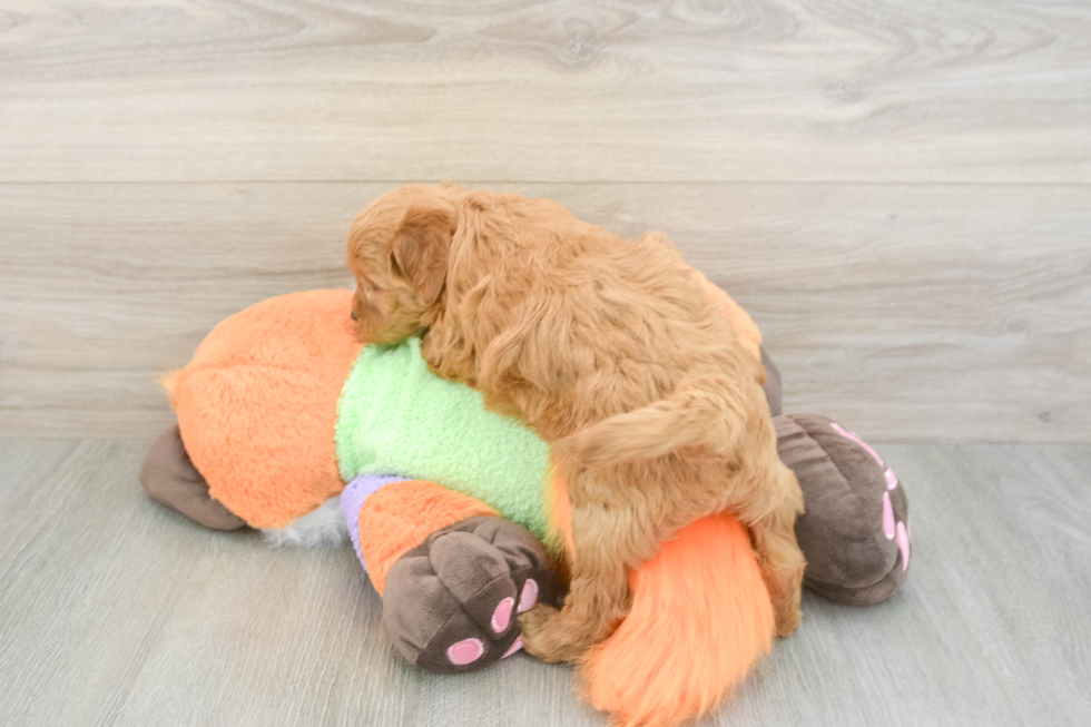 Mini Goldendoodle Puppy for Adoption