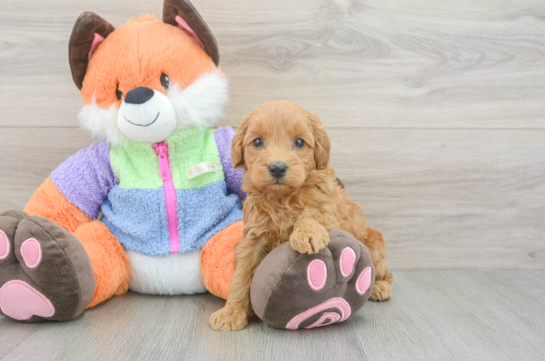 Sweet Mini Goldendoodle Baby
