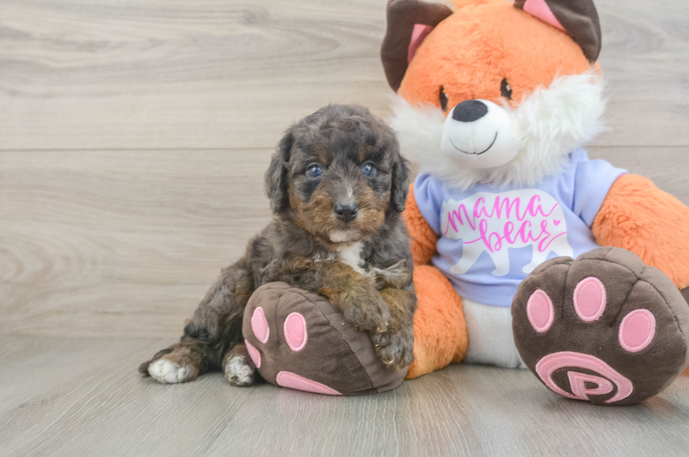 5 week old Mini Goldendoodle Puppy For Sale - Florida Fur Babies