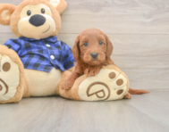 8 week old Mini Goldendoodle Puppy For Sale - Florida Fur Babies