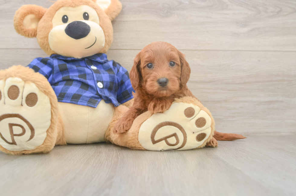 6 week old Mini Goldendoodle Puppy For Sale - Florida Fur Babies