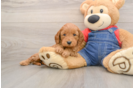 Little Mini Goldenpoo Poodle Mix Puppy