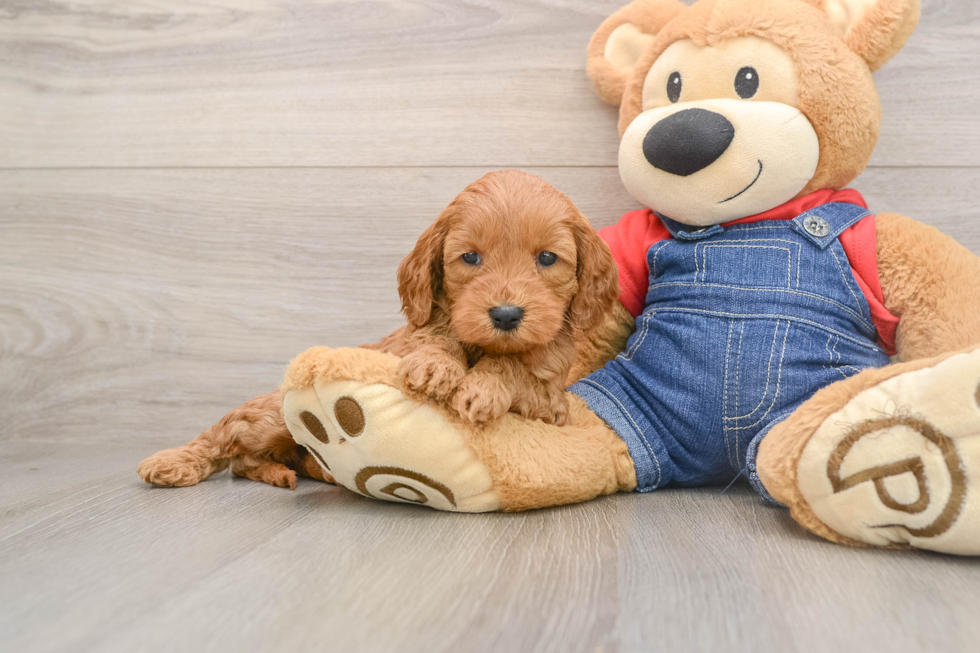 Little Mini Goldenpoo Poodle Mix Puppy