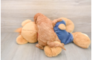 Mini Goldendoodle Pup Being Cute