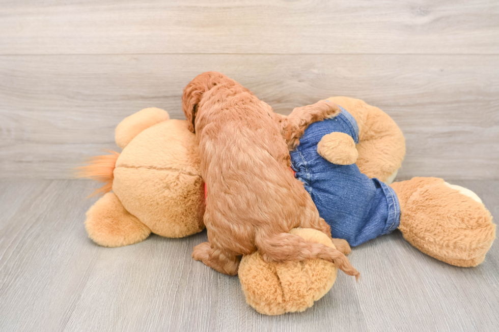 Mini Goldendoodle Pup Being Cute
