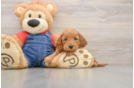 Happy Mini Goldendoodle Baby