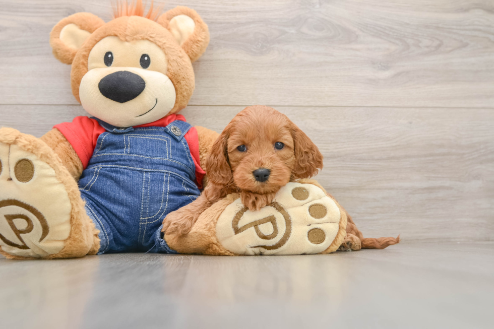 Happy Mini Goldendoodle Baby