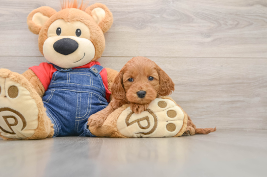 Happy Mini Goldendoodle Baby