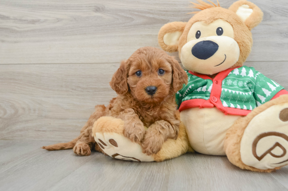 5 week old Mini Goldendoodle Puppy For Sale - Florida Fur Babies