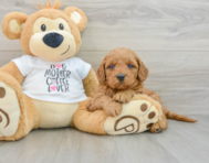 8 week old Mini Goldendoodle Puppy For Sale - Florida Fur Babies