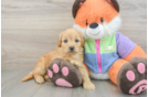 Mini Goldendoodle Pup Being Cute