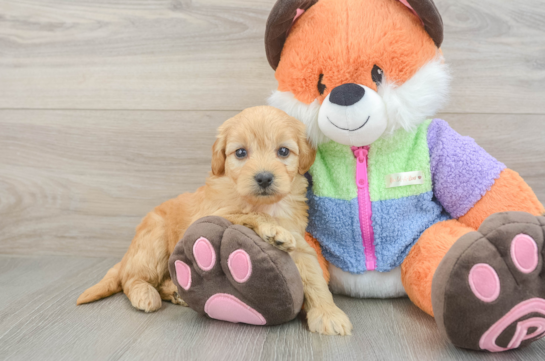 Mini Goldendoodle Pup Being Cute