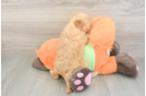 Sweet Mini Goldendoodle Baby