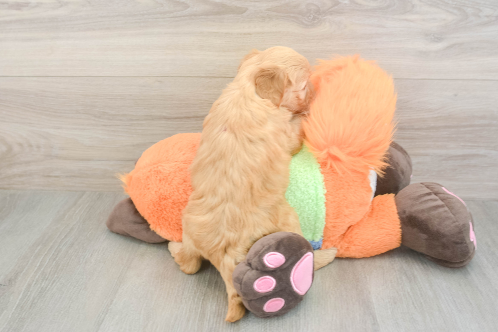 Sweet Mini Goldendoodle Baby