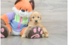Mini Goldendoodle Pup Being Cute