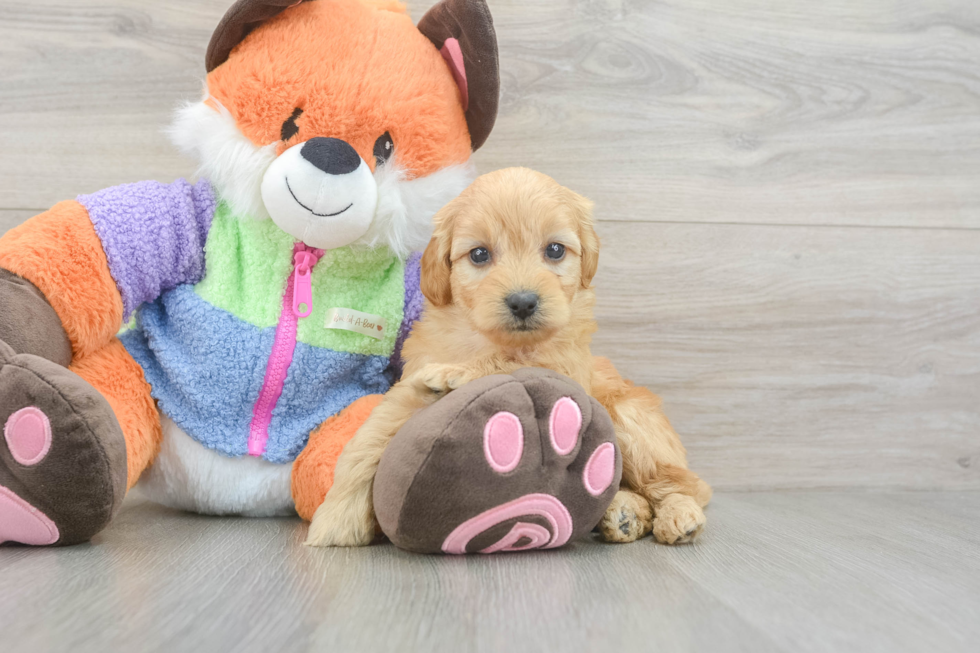 Mini Goldendoodle Pup Being Cute
