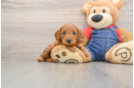 Mini Goldendoodle Pup Being Cute